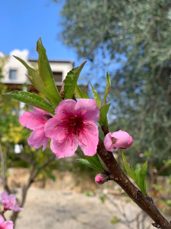 Beach Villa Gladiolus Нео-Хорио Экстерьер фото